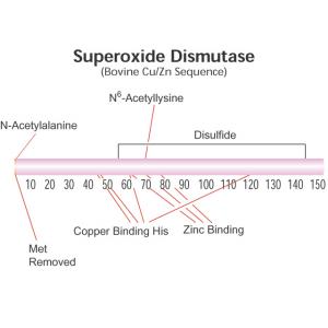 超氧化物歧化酶 SOD-CAS:9054-89-1