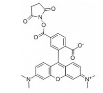 6-羧基四甲基罗丹明琥珀酰亚胺酯-CAS:150810-69-8