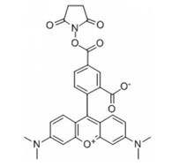 5-羧基四甲基罗丹明琥珀酰亚胺酯-CAS:150810-68-7