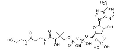 辅酶 A-CAS:85-61-0